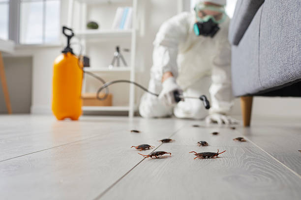 Post-Treatment Bed Bug Interceptor Monitoring in Bokeelia